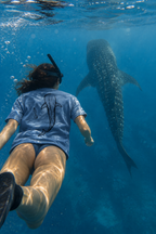 Whale Shark - Blue Jean