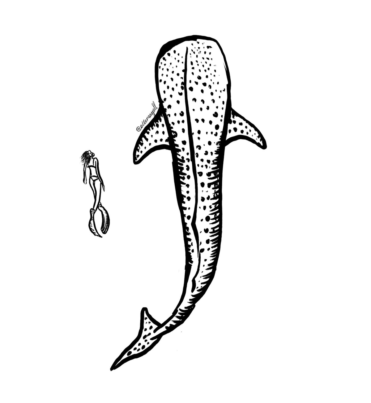 Whale Shark - Blue Jean